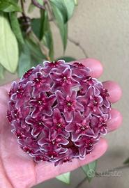 Hoya carnosa red