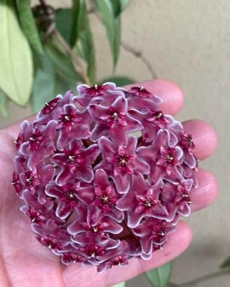 Hoya carnosa red