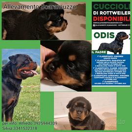 Cuccioli disponibili allevamento rottweiler