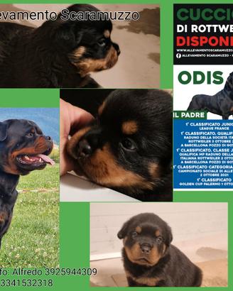 Cuccioli disponibili allevamento rottweiler