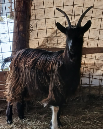 Capretto orobico