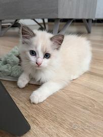 Cucciola di Ragdoll