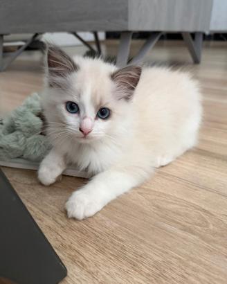 Cucciola di Ragdoll