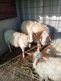 Pecore e agnelli comisane