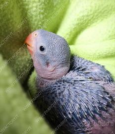 Grande Alessandrino baby