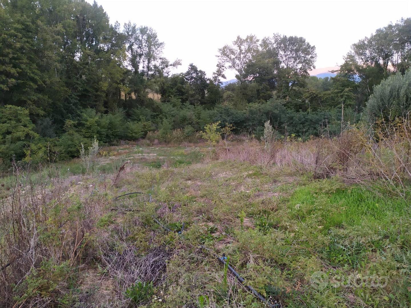 Terreno agricolo uliveto rende 17000 metri - Vista 3