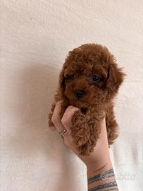 Barboncina tea cup/ mini Toy