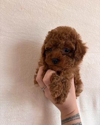 Barboncina tea cup/ mini Toy