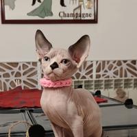 Sphynx cucciola
