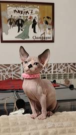 Sphynx cucciola