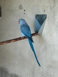 Parrocchetto dal collare