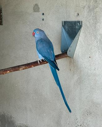 Parrocchetto dal collare