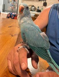 Parrochetti allevati a mano