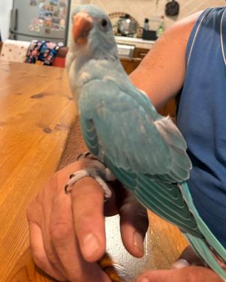 Parrochetti allevati a mano