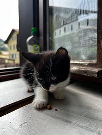 Gattini di 3 mesi