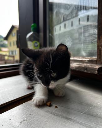 Gattini di 3 mesi
