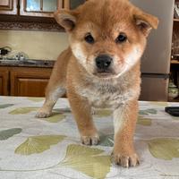 Cuccioli shiba inu con pedigree enci
