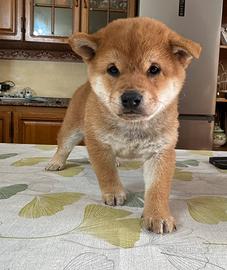 Cuccioli shiba inu con pedigree enci