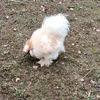 Gallo moroseta bianco sfumato rosso