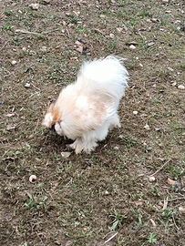 Gallo moroseta bianco sfumato rosso