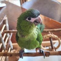 Ara nobilis allevata a mano