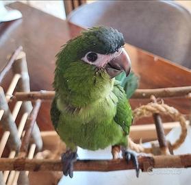 Ara nobilis allevata a mano