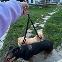 Guinzaglio da trekking