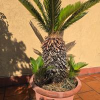 piante da giardino o terrazzo