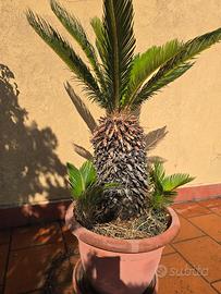 piante da giardino o terrazzo