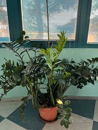 Zamioculcas pianta ideale per casa ufficio