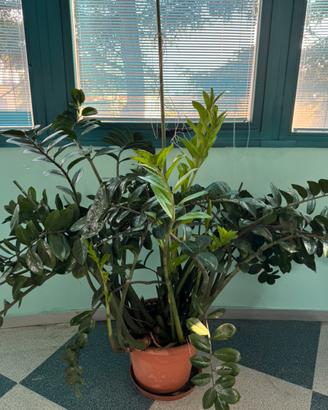 Zamioculcas pianta ideale per casa ufficio