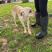 Olly, 1 anni, taglia media contenuta