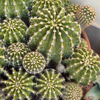 Cactus con fiore