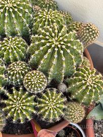 Cactus con fiore