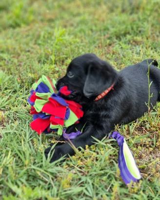 Labrador