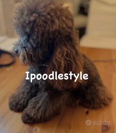 Barboncino toy marrone