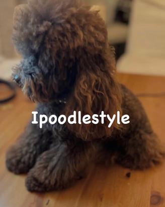 Barboncino toy marrone