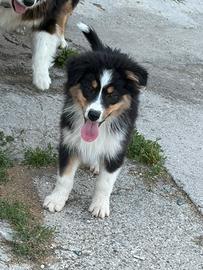 Cuccioli di pastore australiano
