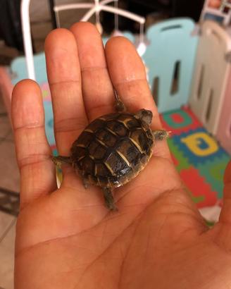 Tartarughe di terra piccole