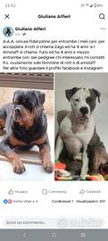 Rottweiller e Amstaff per accoppiamento