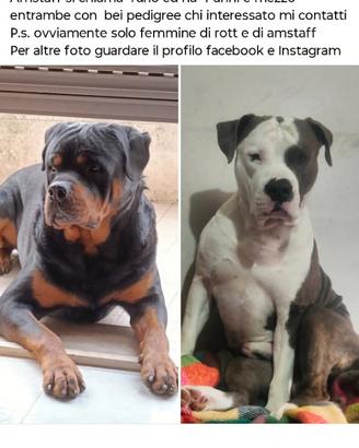 Rottweiller e Amstaff per accoppiamento