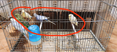 Giovani Parrocchetti Ondulati Cocoriti/Cocorite