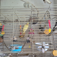 Calopsite a Piedimonte San Germano