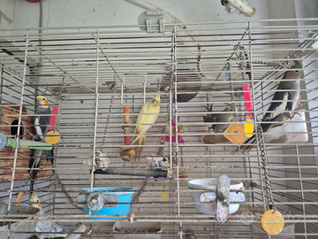 Calopsite a Piedimonte San Germano