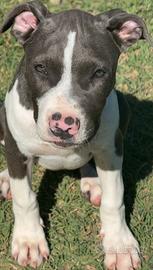 Amstaff blue nose pedigree