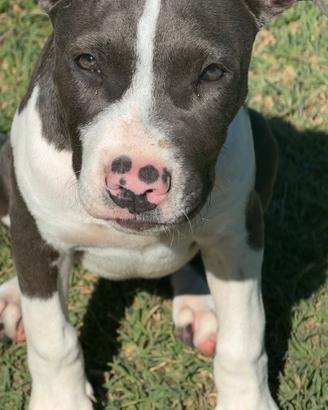 Amstaff blue nose pedigree