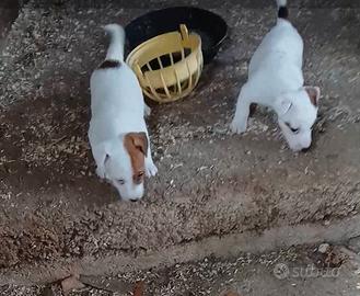 Jack russell