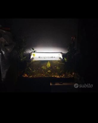 Acquario completo avviato – 130 € Ordinato 