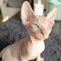 Sphynx maschio