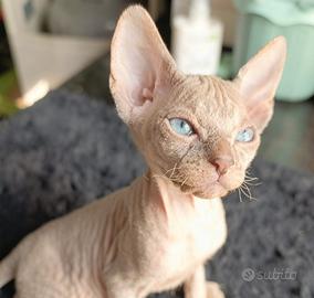 Sphynx maschio